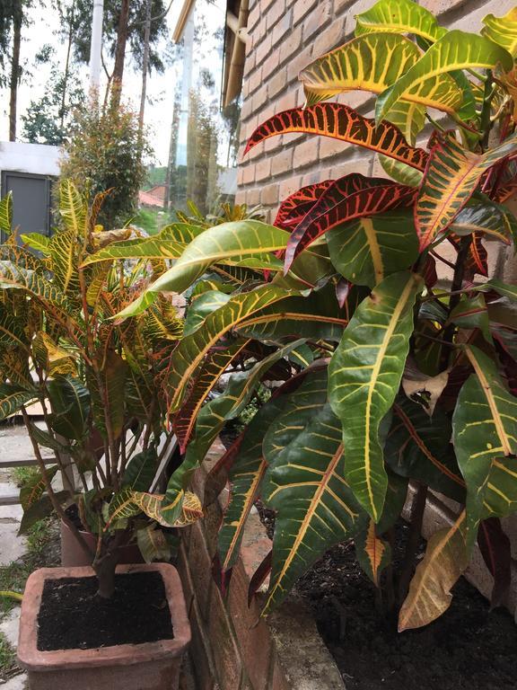 クエンカ"Bambu Sierra" Cozzy Ecological Loftsアパートメント エクステリア 写真